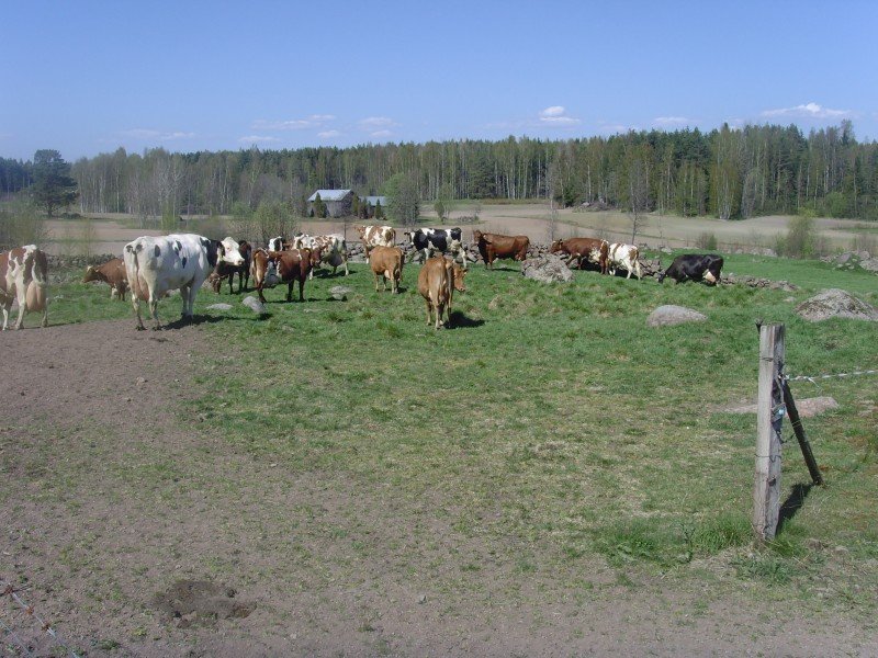 Lehmiä kylän keskellä nauttimassa luonnosta.